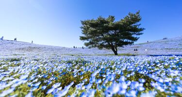 Los 10 campos de flores m¨¢s espectaculares del mundo