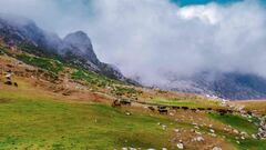 This picture taken on February 15, 2021 shows an aerial view of cows grazing atop Hajhir mountain in the Yemeni Island of Socotra, a site of global importance for biodiversity conservation, located in the northwestern Indian Ocean some 200 kilometres south of the Yemeni mainland. - With its lush landscape, distinctive trees, unique animals and turquoise waters home to dolphins, Yemen is hoping its Socotra archipelago will become a dream destination despite the country&#039;s nightmarish conflict. The four islands and two rocky islets home to some 50,000 people have remained relatively untouched by the war that has devastated the mainland, with adventurous travelers showing a growing interest in visiting. (Photo by - / AFP)