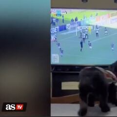 Dog celebrates goal for his soccer team