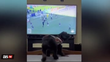 This dog not only enjoys watching soccer, but knows exactly when it's time to celebrate a goal, and does so!