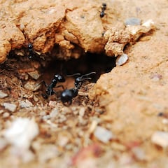 El nuevo pronóstico meteorológico de Jorge Rey que implica a las hormigas