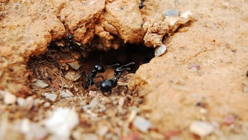 Hormigas
