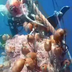 Unos buceadores salvan a un cachalote de una gran bola de redes de pesca