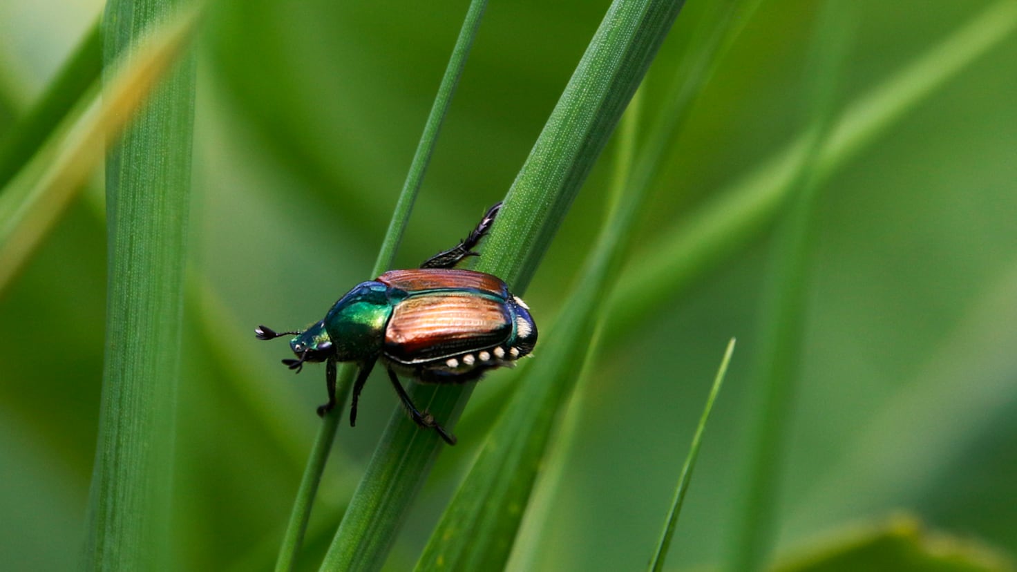 Beetles are eating through centuries of history