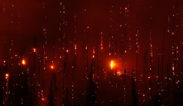 Las fotografías ganadoras del ‘Nature Photographer of the Year’