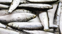 Los expertos en longevidad coinciden: “El pescado más saludable y nutritivo son las sardinas”