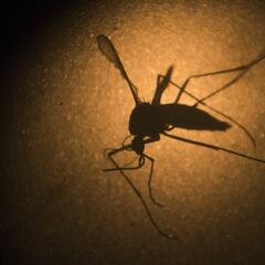 Todo lo que debes conocer sobre el virus zika