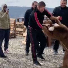 Las asociaciones animalistas se le echan encima: Khabib reedita su pelea con un osezno