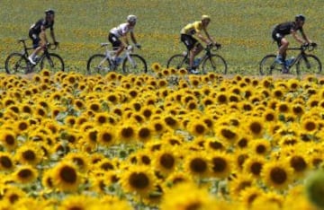 El pelotón pasa por un campo de girasoles durante la etapa de hoy.