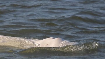 Una ballena está atrapada en el Sena