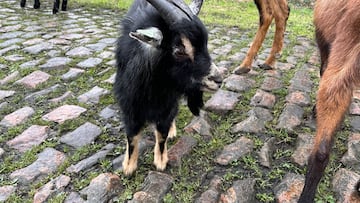 Cabras que preparan los tramos de adoquines en Paris-Roubaix.