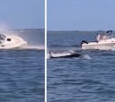 Una ballena de 6 metros pierde la vida al chocar con un barco en Nueva Jersey