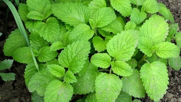 Ni la hierbabuena, ni la menta: esta es la planta que limpia el hígado y previene la cirrosis