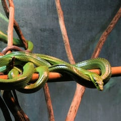 Real-life ‘Snakes on a Plane’: Snake catcher called to capture stowaway reptile