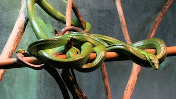 Green tree snake