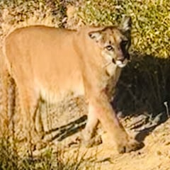 Una senderista frente a un puma: “No es no”