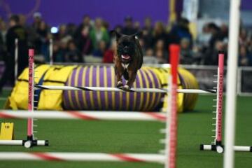 Westminster Kennel Club Masters Campeonato de Agility