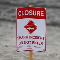 These are the Florida beaches where sharks are attacking: check the full list