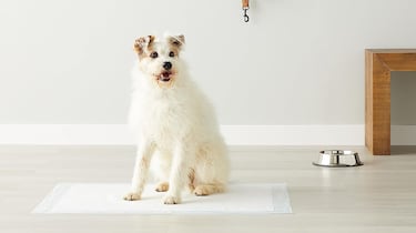 Mantén el suelo limpio con estos empapadores absorbentes para mascotas