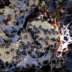 Por qué avisaron a las abejas de la muerte de Isabel II