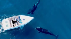 Dos orcas con un barco en Dana Point, California, filmadas con un dron.
