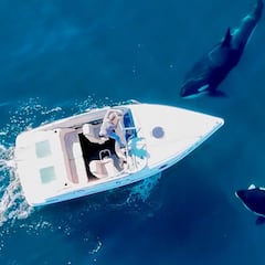 Una experta sobre los ataques de las orcas a los barcos en el Estrecho de Gibraltar: “Es una tendencia entre los jóvenes”