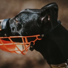 ¿Me pueden multar si no llevo al perro con correa y bozal y de cuánto es la sanción?