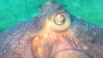 Ojo de un Pulpo maorí.