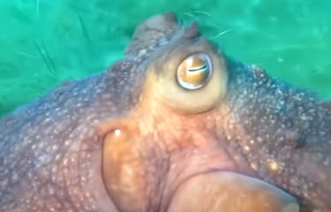 Ni cucarachas ni ratas, este es el animal que heredará la Tierra si el hombre desaparece