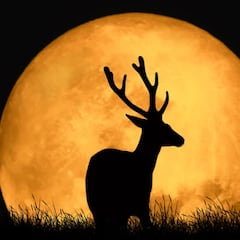 Superluna llena de Ciervo 2023: Origen, significado y por qué se llama así