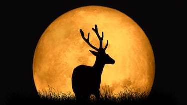 Luna Llena de julio 2025: origen, significado, cuándo y a qué hora ver la Luna de Ciervo