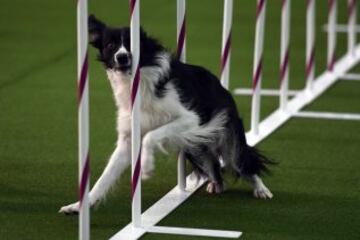 Westminster Kennel Club Masters Campeonato de Agility