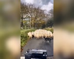 Watch: Expert sheepdog at work goes viral