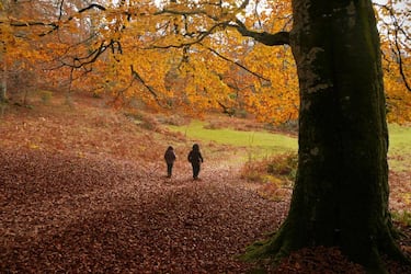 Bosques secretos para el otoño