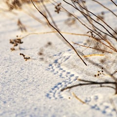 El desconocido mundo que se forma bajo la nieve