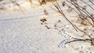 ¿Por qué la nieve no se derrite con el fuego?