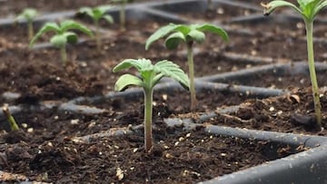 Cannabis en Colombia: ¿Qué he dicho Duque sobre el uso recreativo?