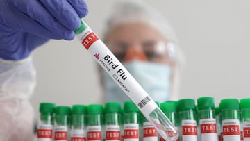 How is bird flu transmitted?
