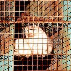 Coronavirus: posible primer contagio de animales a humanos