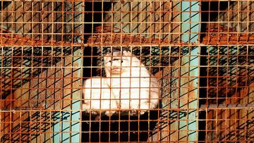 Un ejemplar de visón en las jaulas de la granja donde se han encontrado animales contagiados de covid, en la provincia de Brabante, en Holanda.