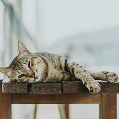 El importante mensaje que manda tu gato si se deja comida en el plato en forma de rosquilla
