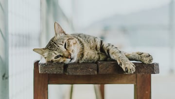 El importante mensaje que manda tu gato si se deja comida en el plato en forma de rosquilla