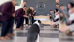 El tierno momento en el que Mercedes Benz le regala una silla de ruedas a un perrito