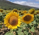 ¿Por qué la guerra de Ucrania y Rusia afecta al precio del aceite de girasol?