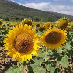 ¿Cuáles son las alternativas al aceite de girasol si no puedo comprarlo en el supermercado?