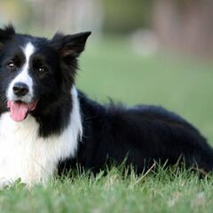 La fecha límite de septiembre para tener seguro obligatorio si tienes perro