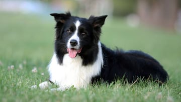 El Border Collie encabeza la lista de los perros m&aacute;s inteligentes