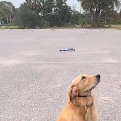 El golden retriever que enamora a las redes jugando a un reto viral de humanos