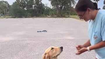 El golden retriever que enamora a las redes jugando a un reto viral de humanos