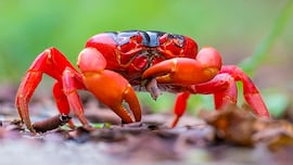Comienza el éxodo más famoso del mundo en una remota isla que se tintará de rojo por Navidad: “Emergen de sus madrigueras”